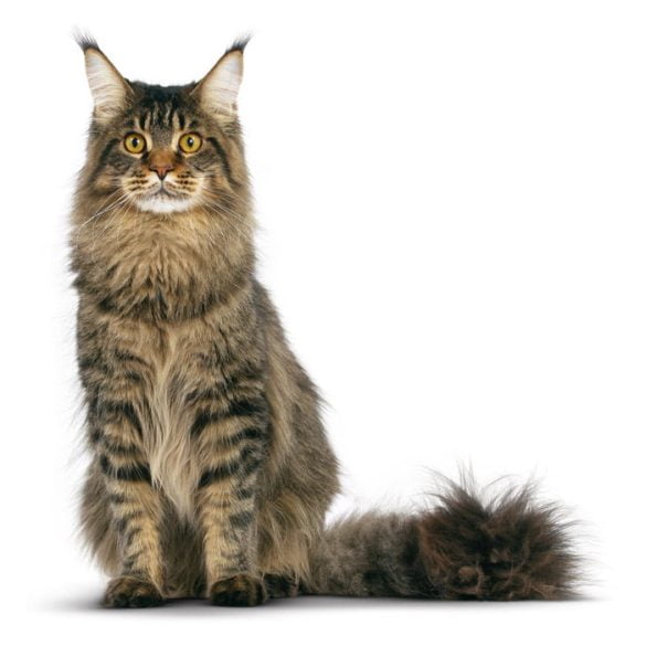 Rasa Maine Coon
