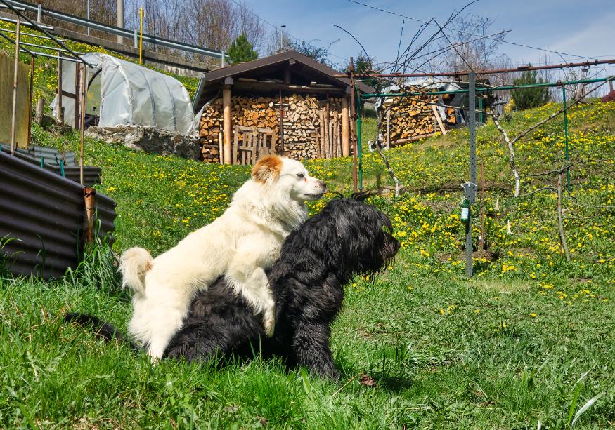 Câini în călduri
