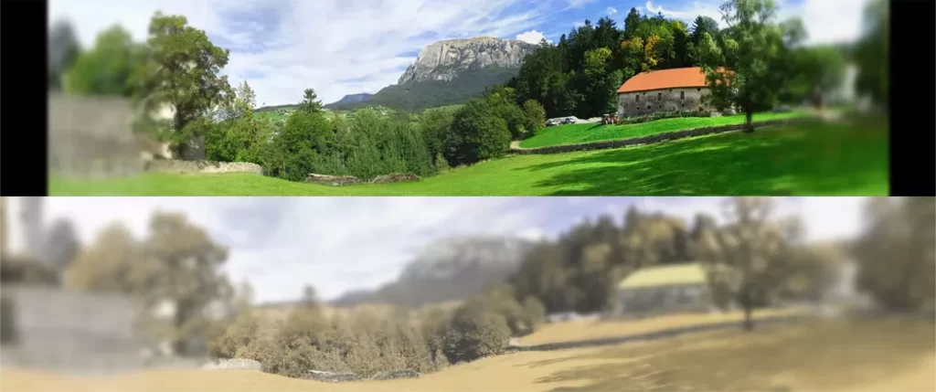Ce culori văd pisicile